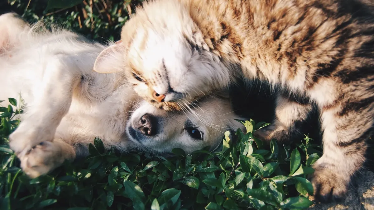 New-pet home starter kit (cat & dog)