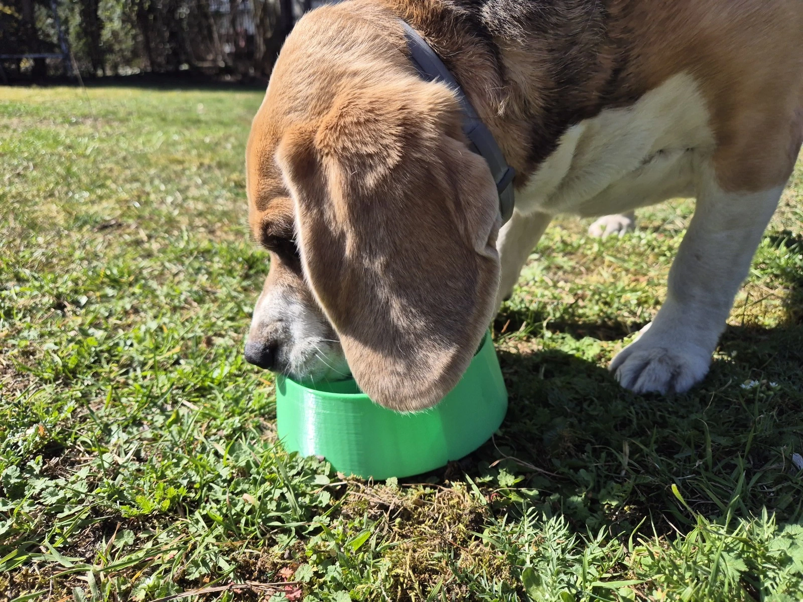 Slow Feeder Bowl