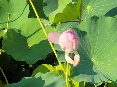 舒克
